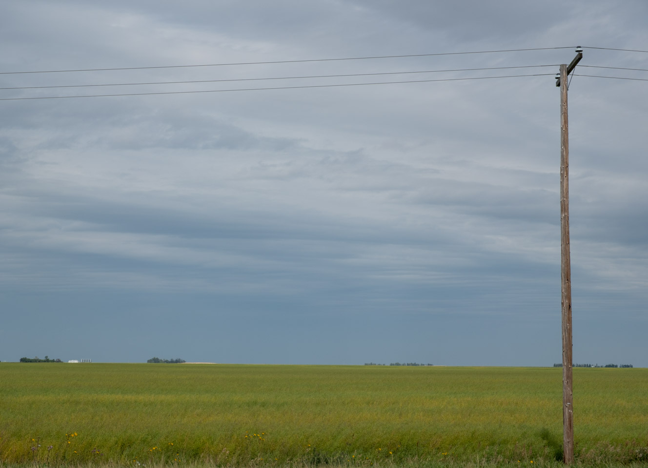Green Prairie grass with a telephone pole and buildings in the distance