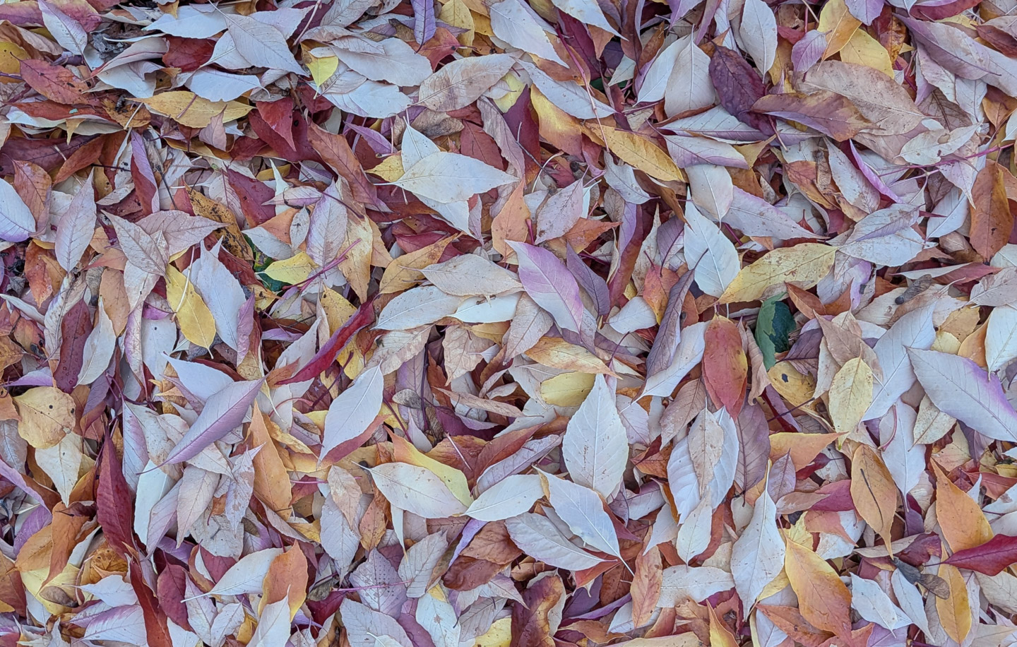 Fallen autumn leaves, shot with Pixel 10