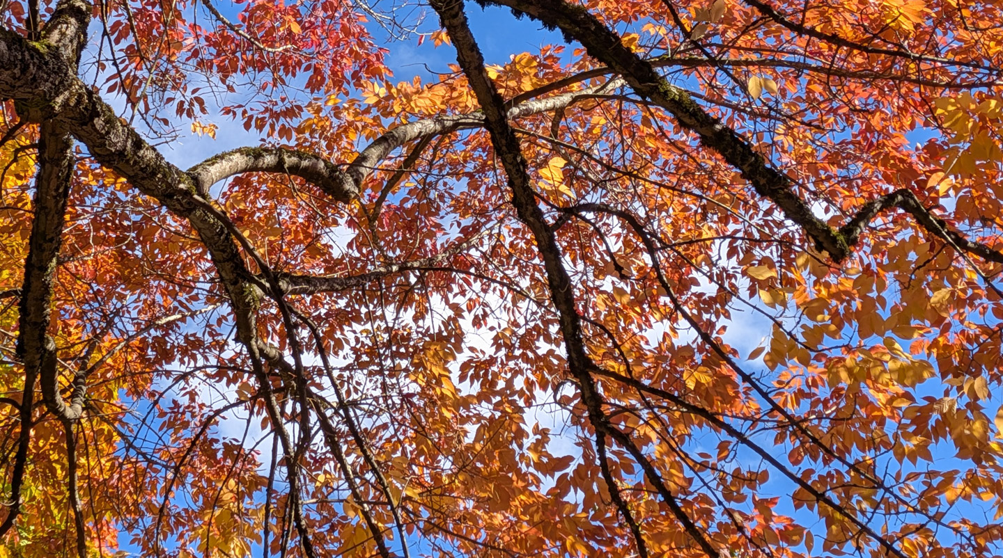 Autumn leaves against blue sky, Pixel