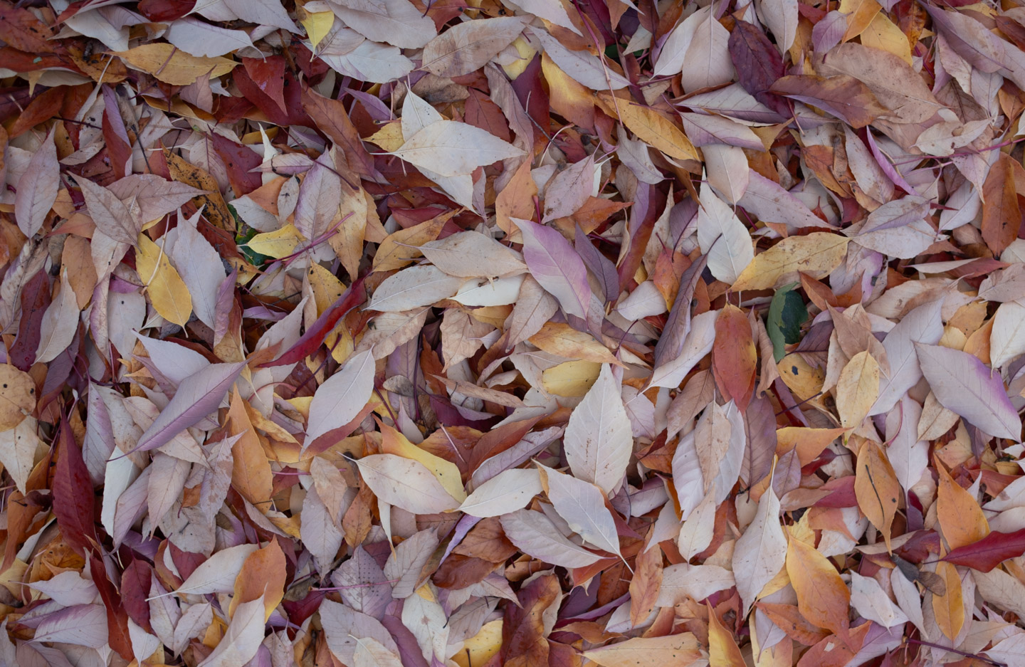 Fallen autumn leaves, shot with Fujifilm