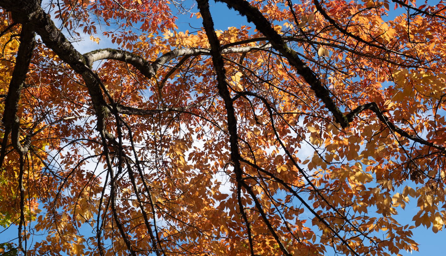 Autumn leaves against blue sky, Fujifilm