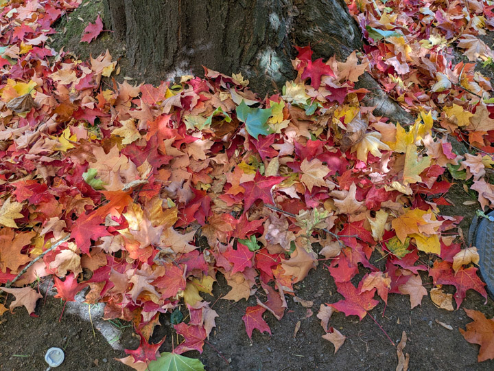 Fallen autumn leaves, well lit, Pixel 10