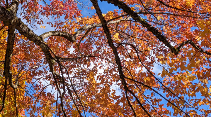 Autumn leaves against blue sky, Pixel