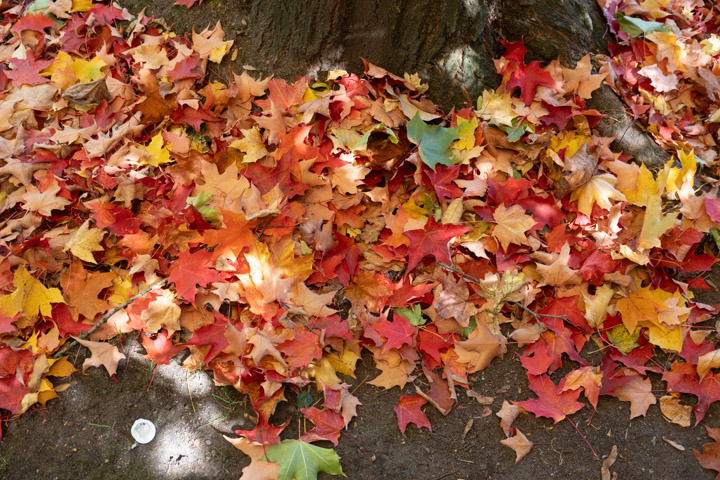 Fallen autumn leaves, well lit, Fujifilm