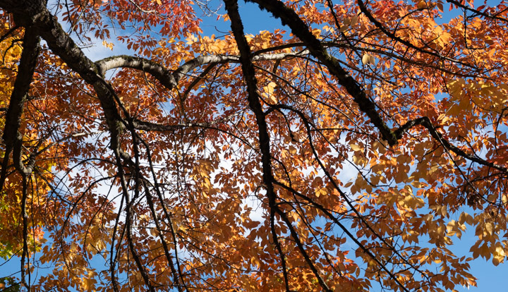 Autumn leaves against blue sky, Fujifilm