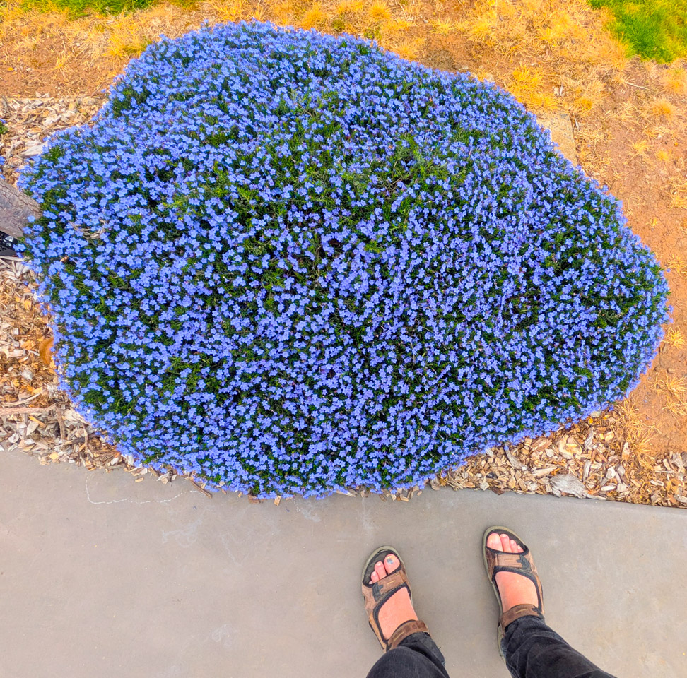 Extremely blue flowers on a small bush