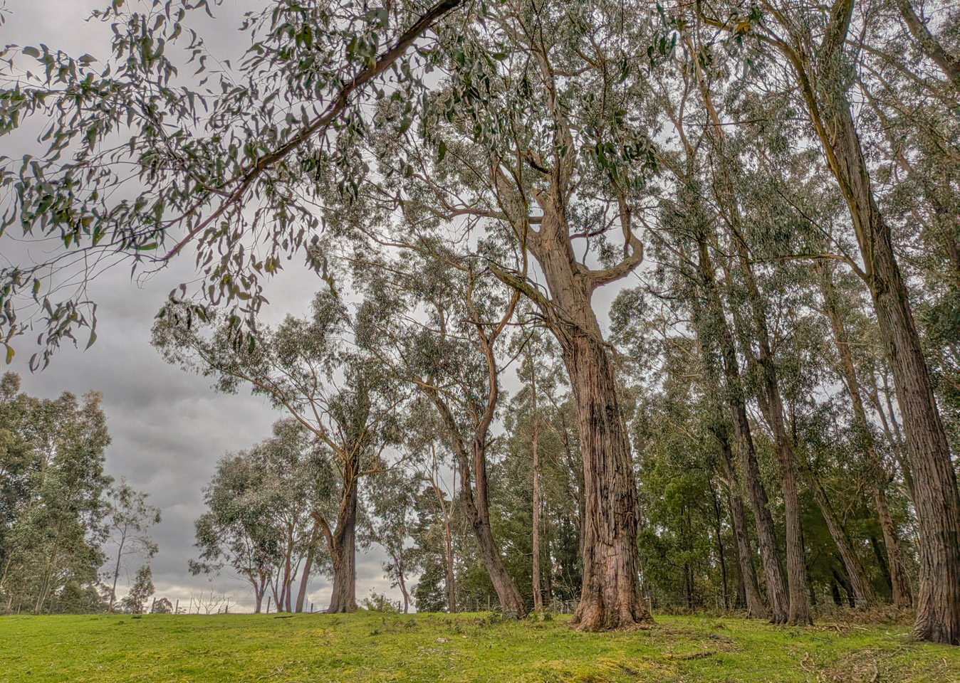 Eucalypts on a green hill under a cloudy sky