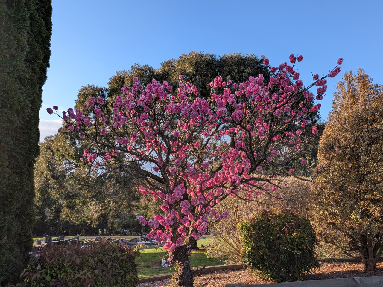 Magnolia with a large green tree behind