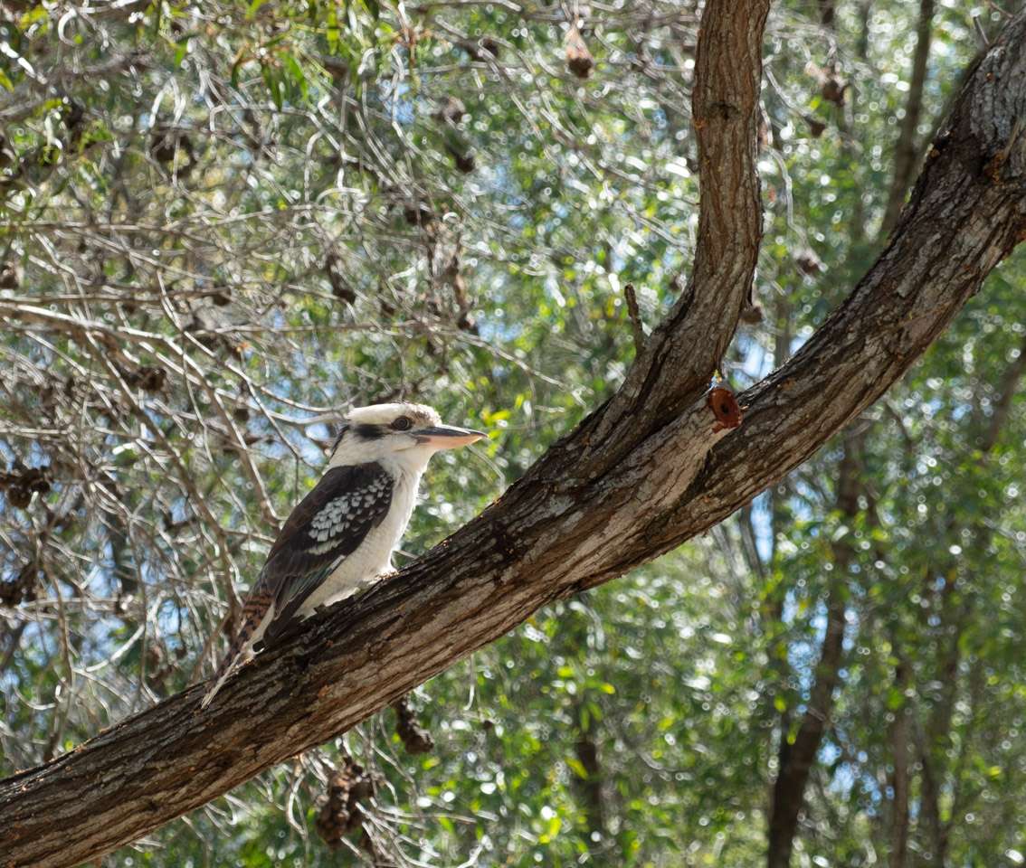 Kookaburra on a branch
