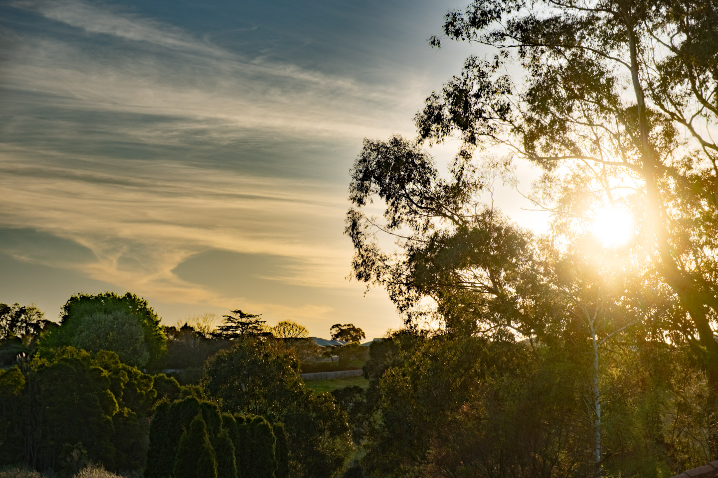 Sun setting behind a Eucalypt