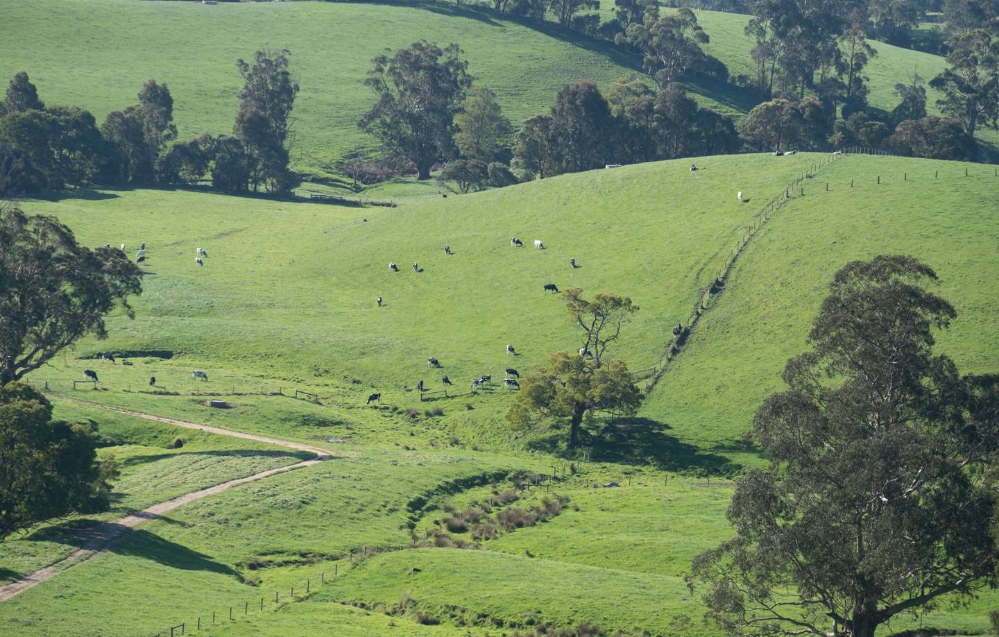 Gippsland countryside