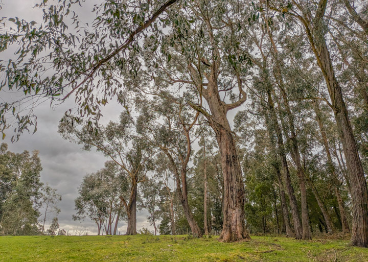 Eucalypts on a green hill under a cloudy sky