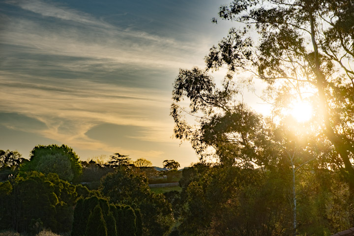 Sun setting behind a Eucalypt