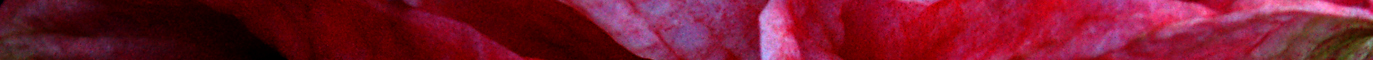 Header graphic: Regina amaryllis detail