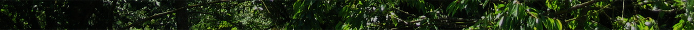 Header graphic: leaves