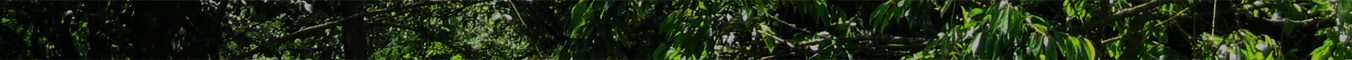 Header graphic: leaves
