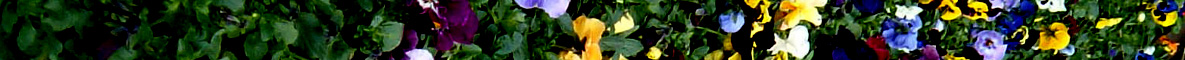 Header graphic: Pansies at Murray’s detail